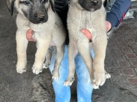 İri cüsseli kangal yavruları