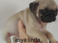 Pug Mops Bebekler