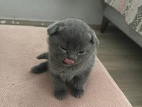 British Shorthair Scottish Fold Yavruları