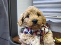 3 aylık erkek maltipoo