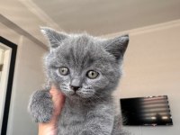 British shorthair 2 erkek ve 1 dişi yavru a kalite