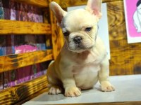Egzotik renk french bulldog bebeklerimiz