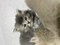British Longhair