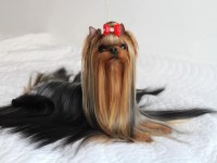 Şecere Evraklı Yorkshire Terrier Yavrular