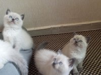 Mavi Gözlü Koca Kafalı Bluepoint British Shorthair Yavruları