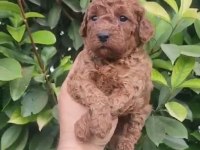 Mükemmel Kalite Sağlıklı Toy poodle yavrularımız