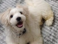 6 Aylık Oyuncu Sağlıklı Eğitimli Maltipoo Yavrusu