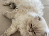 BRITISH LONGHAIR SILVER 4.5 AYLIK