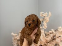 Birbirinden sevimli toy poodle yavrularım