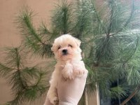 Maltipoo Yavrularım Sağlık Ve Irk Garantili