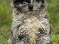 Trde nadir bulunan dizayn ırk mini ausiedoodle yavrumuz