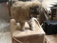 Pomeranian erkek yavru