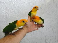 Dünya güzeli caique bebeklerim