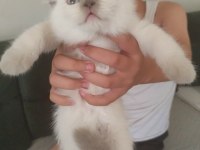 Scottish fold colorpoint