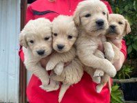 Orjinal golden retriever yavrular