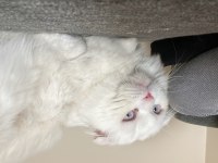 Scottish Fold 1 Yaş