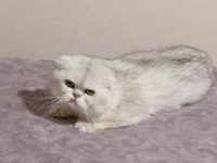 Kaderi Kötü Başlayan Kedinin Mucizesi Olurmusunuz