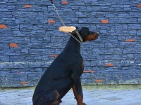 A CLASS FCI KIF ŞECERELİ DOBERMAN SON YAVRU