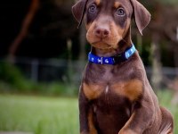 Siyah ve kızıl king doberman yavrularımız