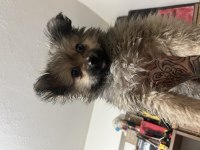 Pomeranian Köpeğimiz