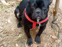 7 aylık siyah french bulldog