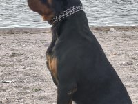 Mükemmel ahlaklı anne babadan gelen asaletli rottweiler