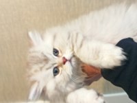 British longhair ns 11 silver