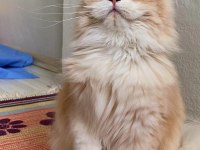 British longhair güzel kızıma yuva arıyorum