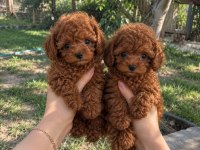RED BROWN MİNİK TOY POODLE YAVRULAR