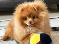 Pomeranian boo 3 aylık
