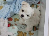 TEACUP KOREKAN MALTESE YAVRULARIMIZ