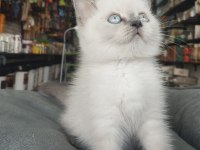 Erkek Ve Dişi Safkan British Shorthair Bebekler