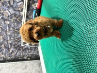 Üst kalite toy poodle yavrularımız teslime hazır
