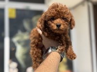 Irk ve sağlık garantili toy poodle yavrularımız