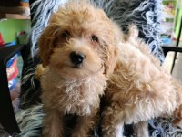 MALTİPOO YAVRULAR