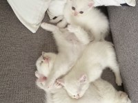 Chinchilla 1,5 Aylık Yavrular