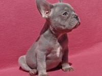 Ankara French Bulldog