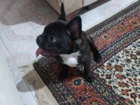 4 aylık yavru french bulldog