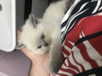 British Shorthair Blue point