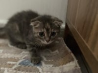 Acil scottish fold sahiplendirme