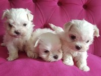 Kore maltese yavrularım