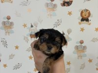 Kore surat yorkshire terrier bebeklerimiz