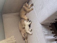 British shorthair kedisi