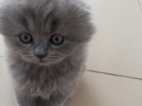 British longhair yavrularım hazırlar