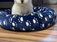 Orjinal kilo garantili maltese terrier yavrular