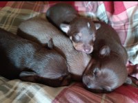 Yavru Minyatür Pinscher Köpekler