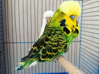 Show Jumbo Muhabbet Kuşu Takımlar