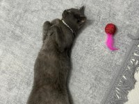 Safkan british shorthair 8 aylık dişi
