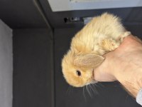Veteriner Hekimden Hollanda lop mini lop ve cüce tavşan