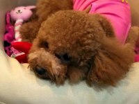 Tea Cup  ORJİNAL Toy Poodle Yavrulari